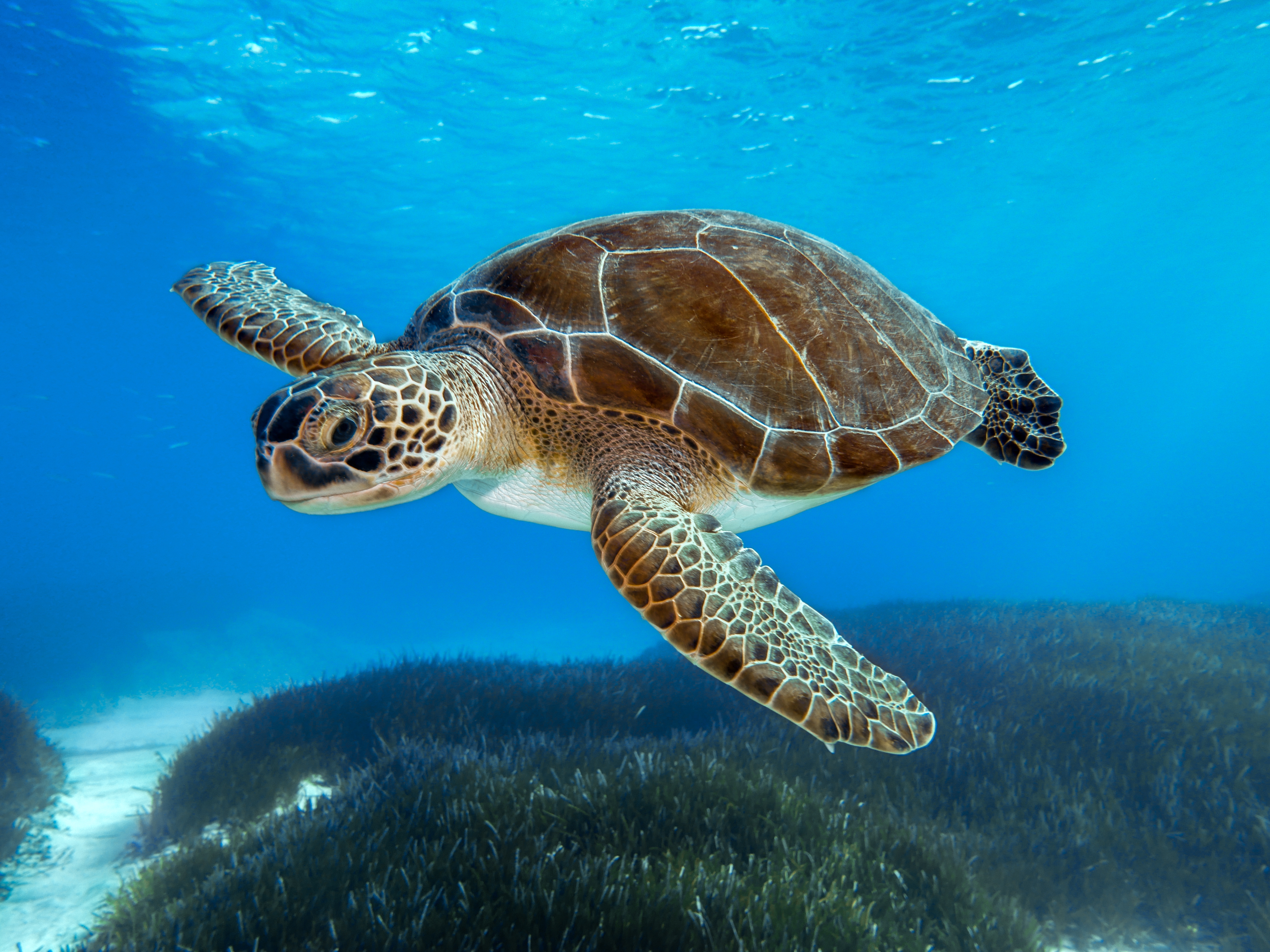 Building a Nature-Positive Future: June's Milestones for Global Biodiversity Policy
