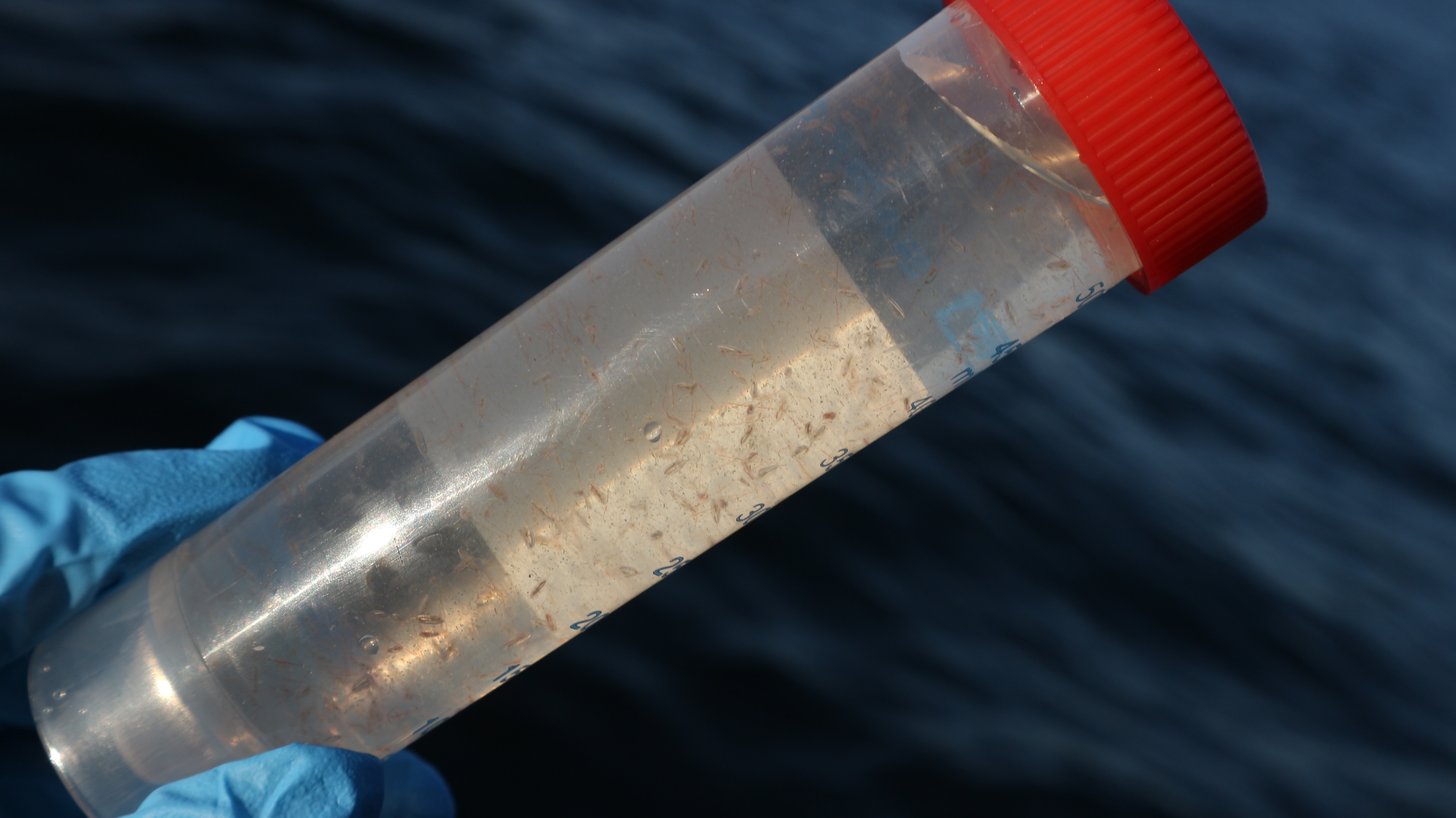 SEAMPHONI Completes Its First Field Campaign in Iceland: Exploring Marine Biodiversity Through eDNA and Underwater Acoustic Monitoring
